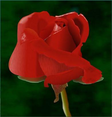 Red Rose